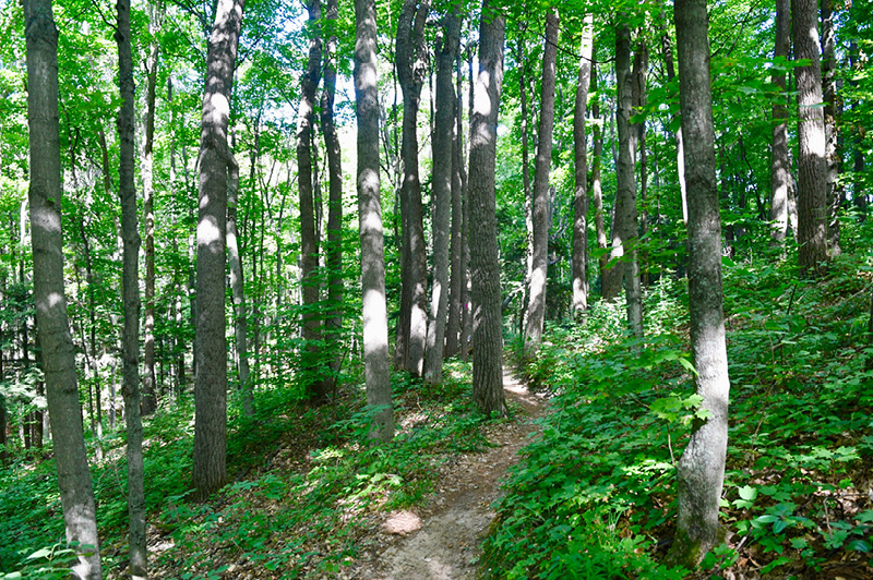 Arcadia Dunes Dry Hill Trail